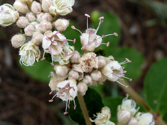 {Eriogonum tomentosum}